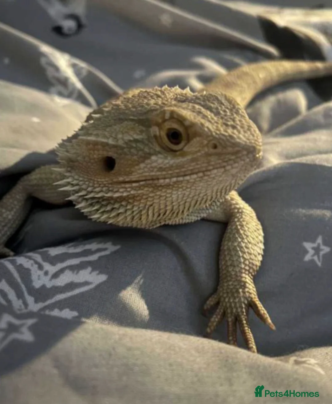 Bearded Dragon reptiles for sale: Bearded dragon for sale - Advert 2