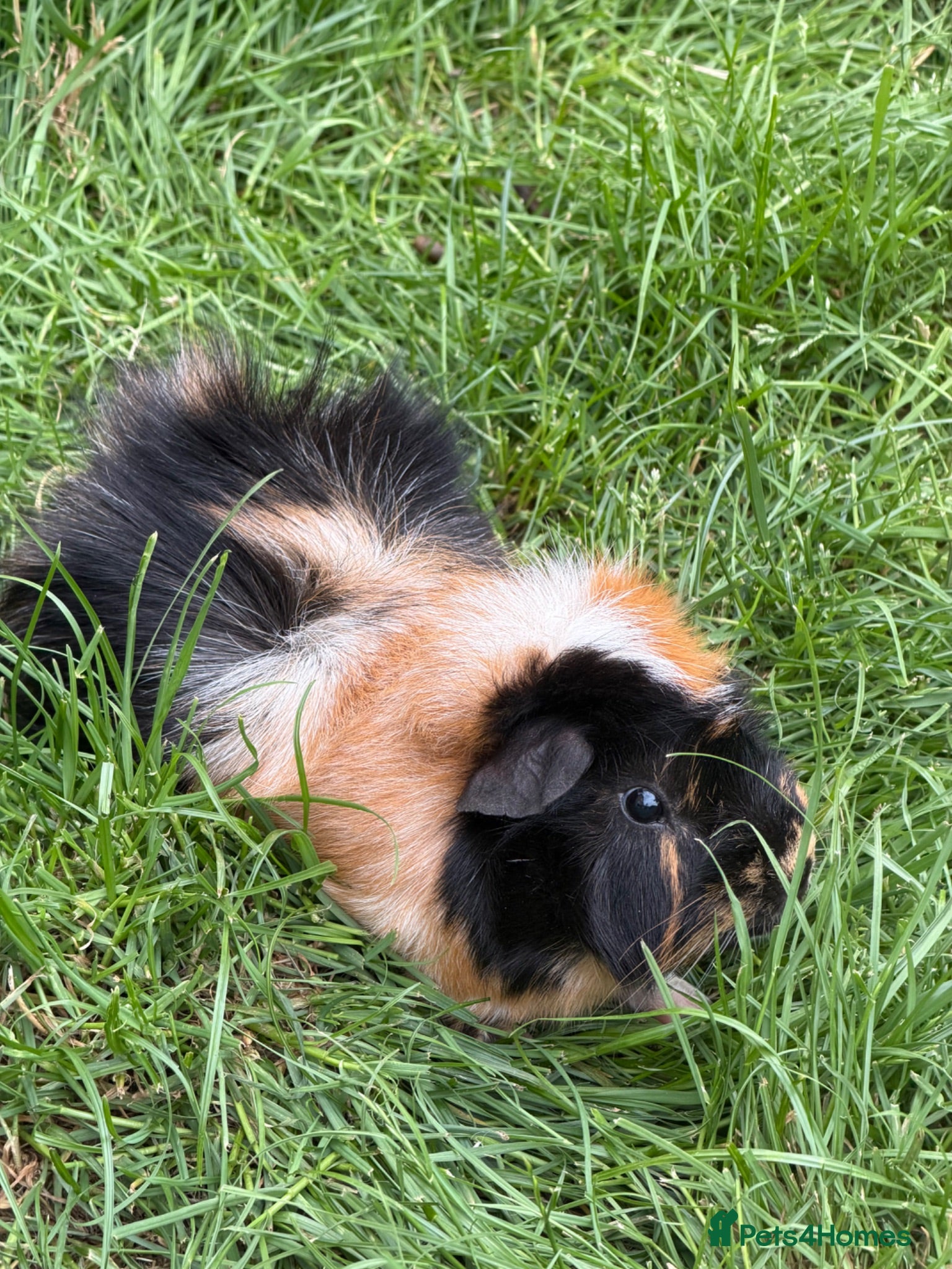 Guinea Pig rodents Make Guinea Pig for Rehoming  - Advert 1