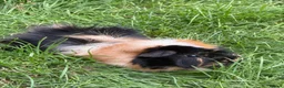 Guinea Pig rodents for sale: Make Guinea Pig for Rehoming  - Advert 1