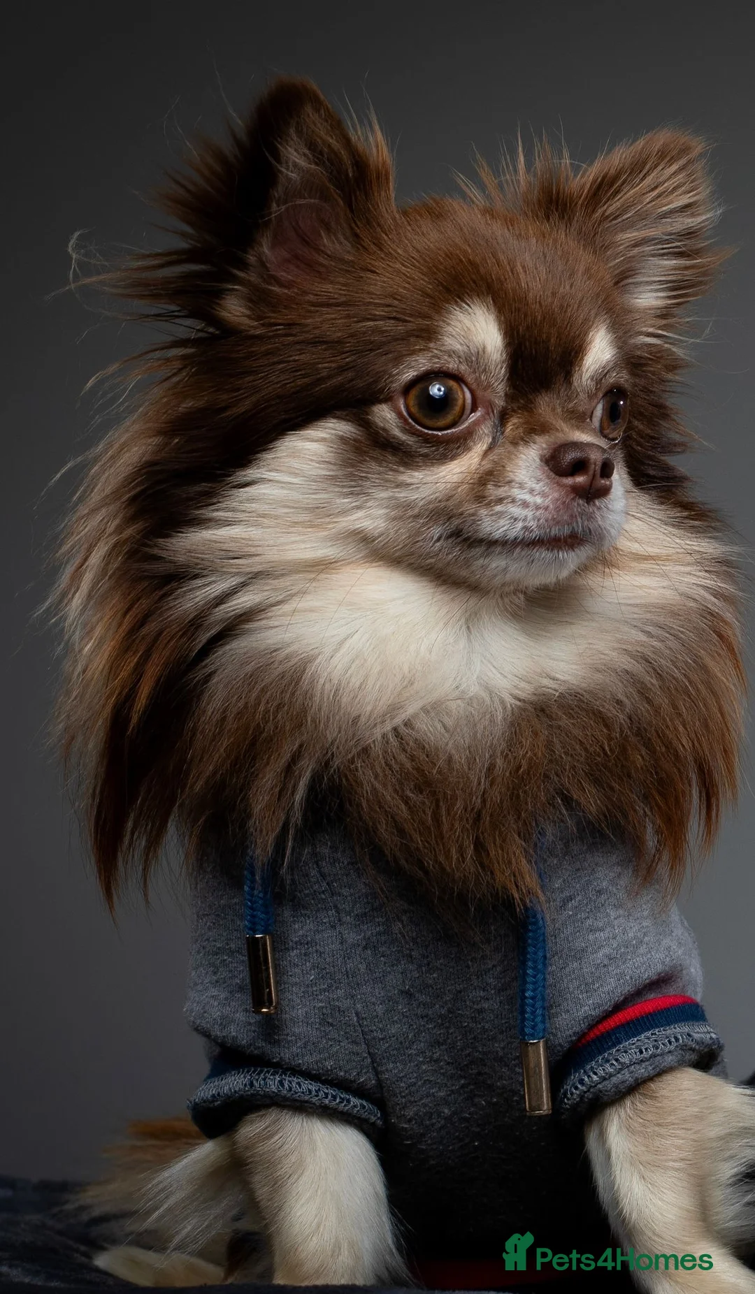 Chihuahua dogs for stud: Long hair chihuahua boy for stud  - Advert 2