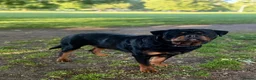 Rottweiler dogs for stud: Champion Bloodline Rottweiler Stud - Advert 6