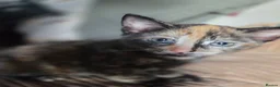 Mixed Breed cats for sale: Kittens  - Advert 2