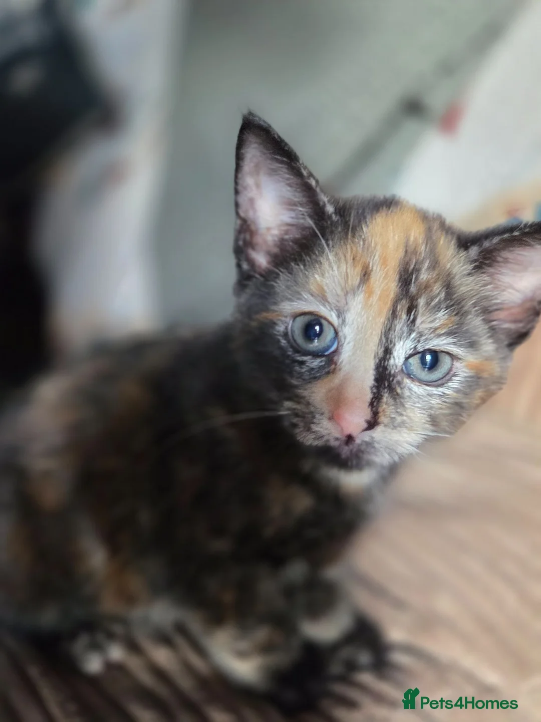 Mixed Breed cats for sale: Kittens  - Advert 2