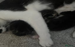 British Shorthair cats for sale: 3 beautiful kitten looking for loving homes  - Image 3