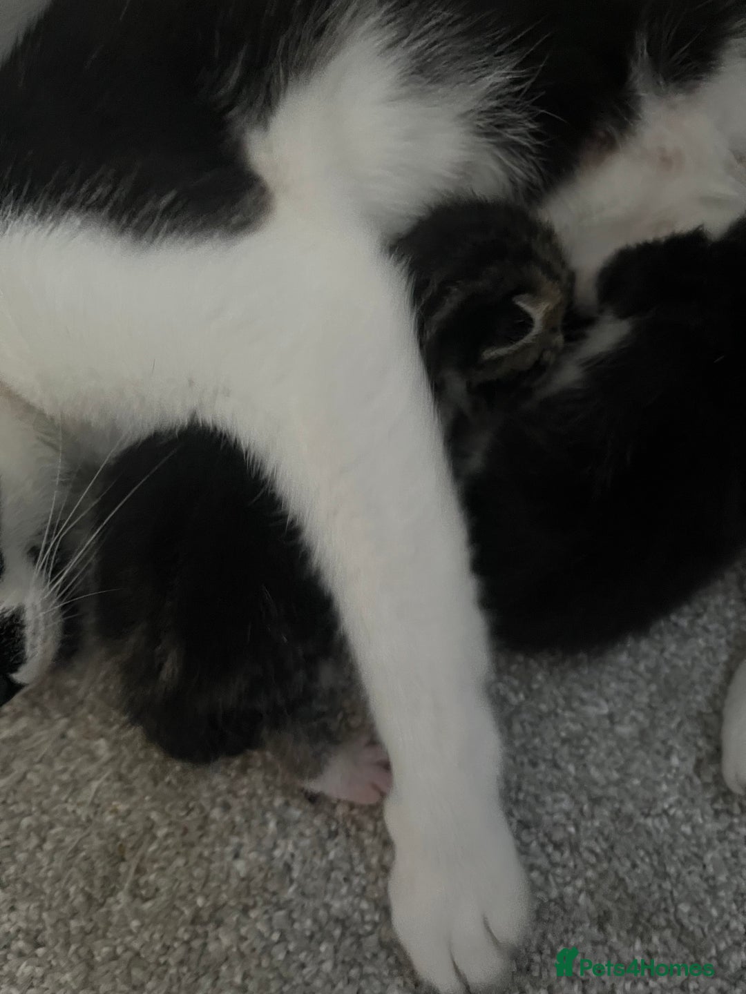 British Shorthair cats for sale: 3 beautiful kitten looking for loving homes  - Image 3