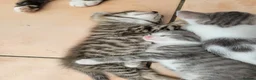 Mixed Breed cats for sale: Beautiful boy kittens - Advert 8