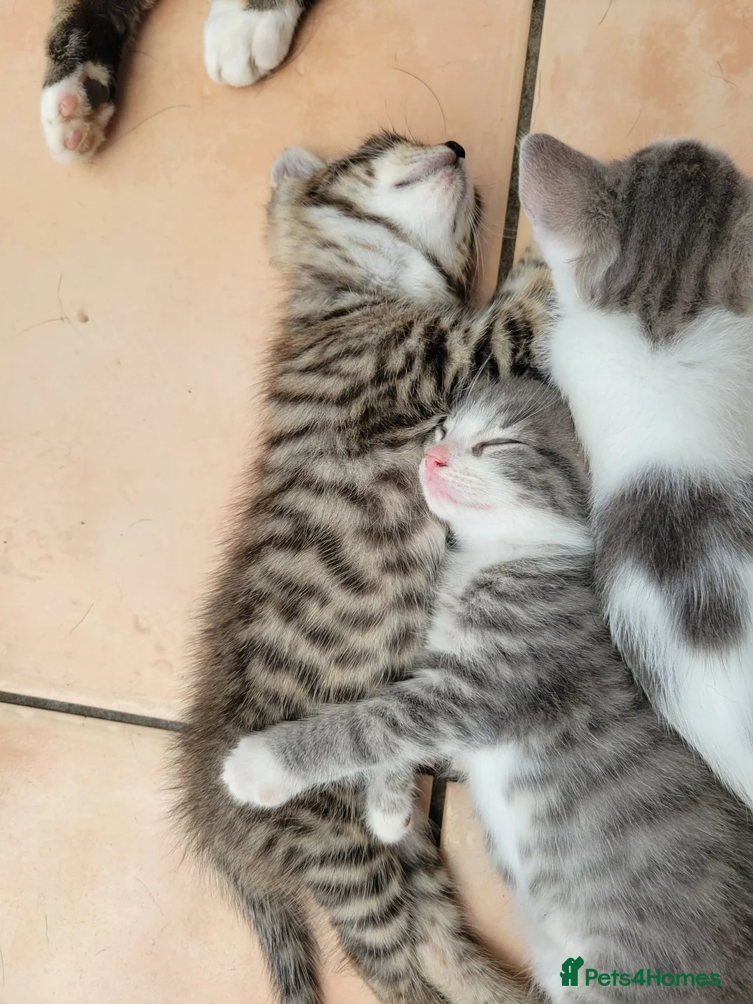 Mixed Breed cats for sale: Beautiful boy kittens - Advert 8