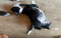 Mixed Breed dogs for sale: Aussie shepherd/staffy - Advert 32