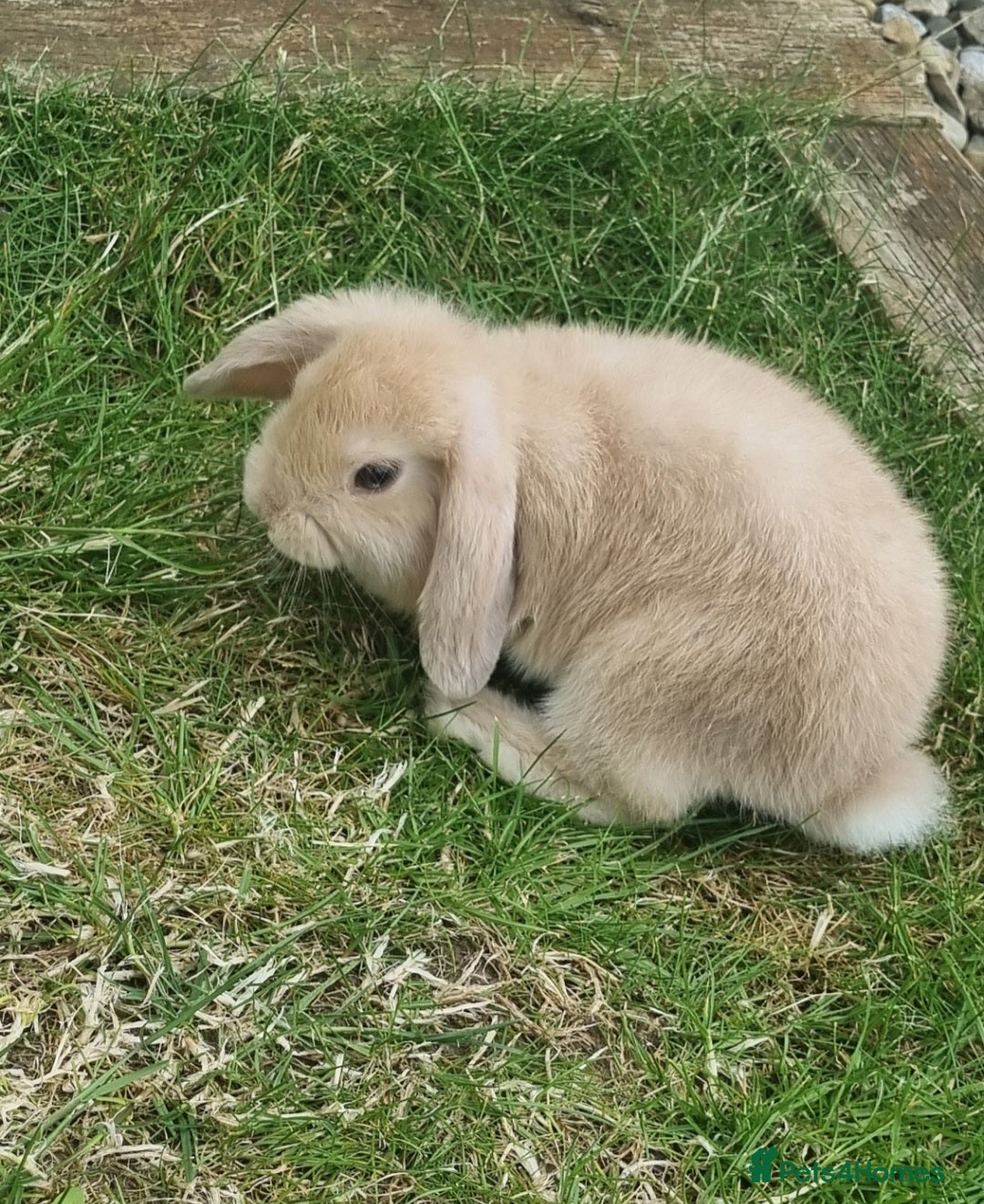 Mini Lop rabbits for sale: Two female mini lops for sale - Image 2