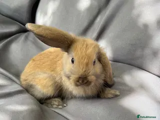 Mini Lop rabbits Mixed mini lop - Advert 2