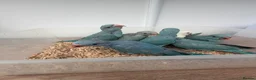 Ringnecks birds for sale: Beautiful Hand-Reared Baby Indian Ringnecks  - Advert 3