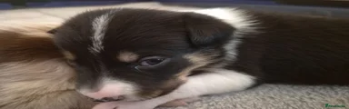 Border Collie 1 (Tri coloured)