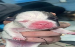 Frug dogs for sale: Frug puppies  - Image 2