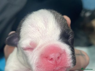 Frug dogs Frug puppies - Advert 2