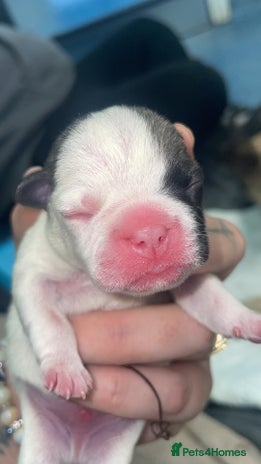 Frug dogs Frug puppies - Advert 1