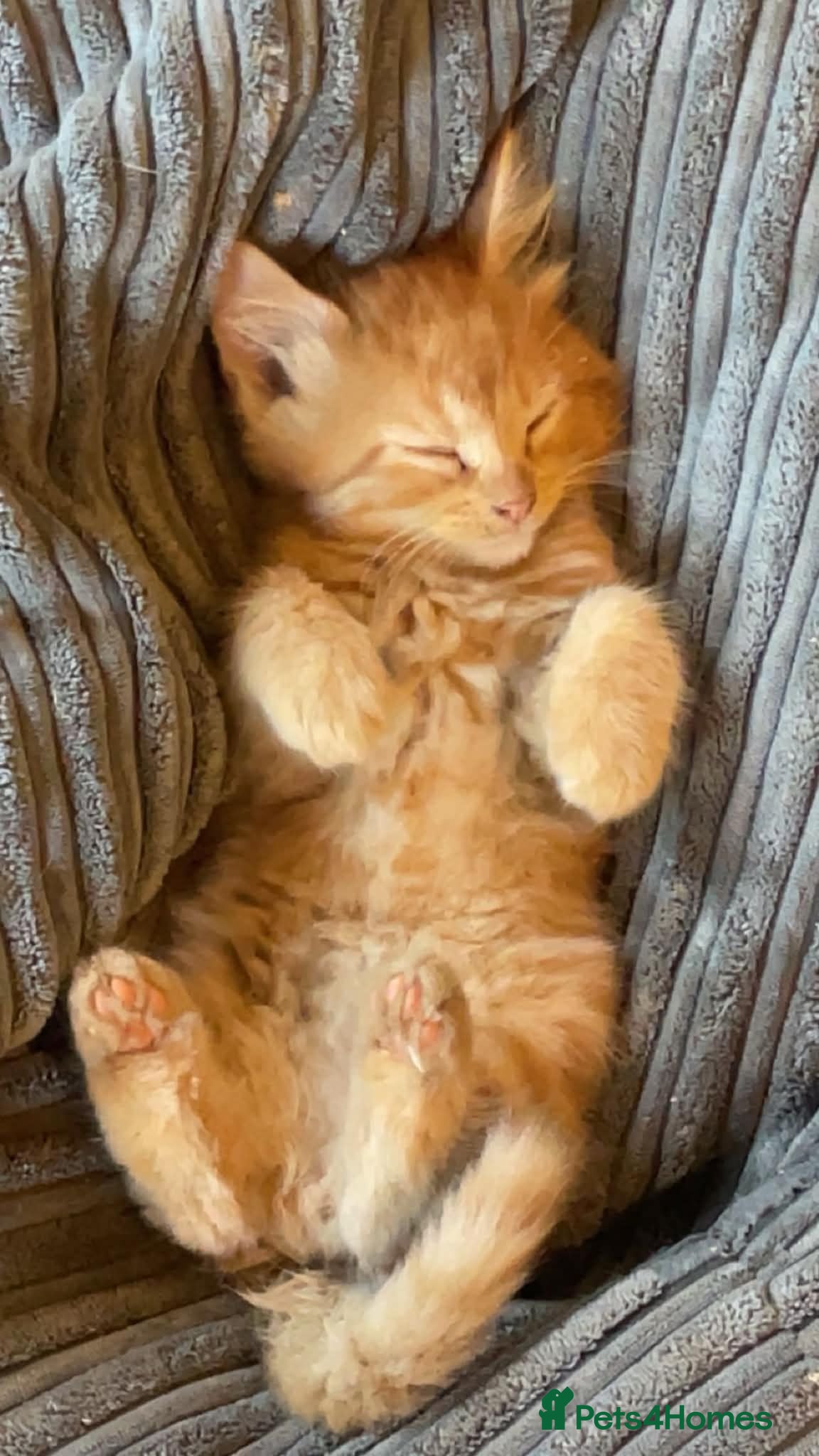 Mixed Breed cats Two gorgeous maincoon X brothers  - Advert 2