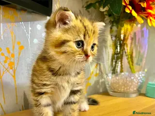 Scottish Fold cats 🥰Purebred Scottish folds looking for parents🐾 - Advert 8