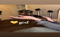 Rottweiler dogs for sale: Stunning Rottweiler puppies ✨ - Image 4