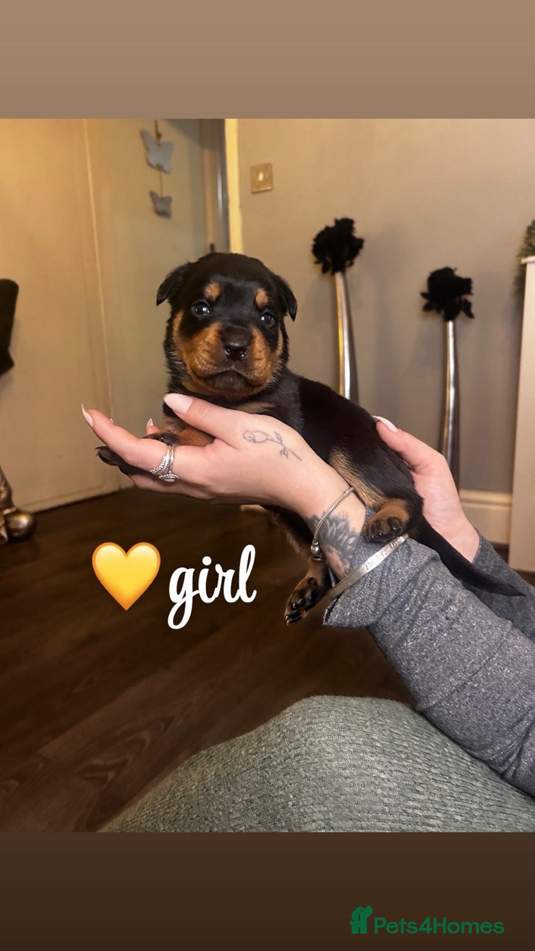 Rottweiler dogs for sale: Stunning Rottweiler puppies ✨ - Image 4