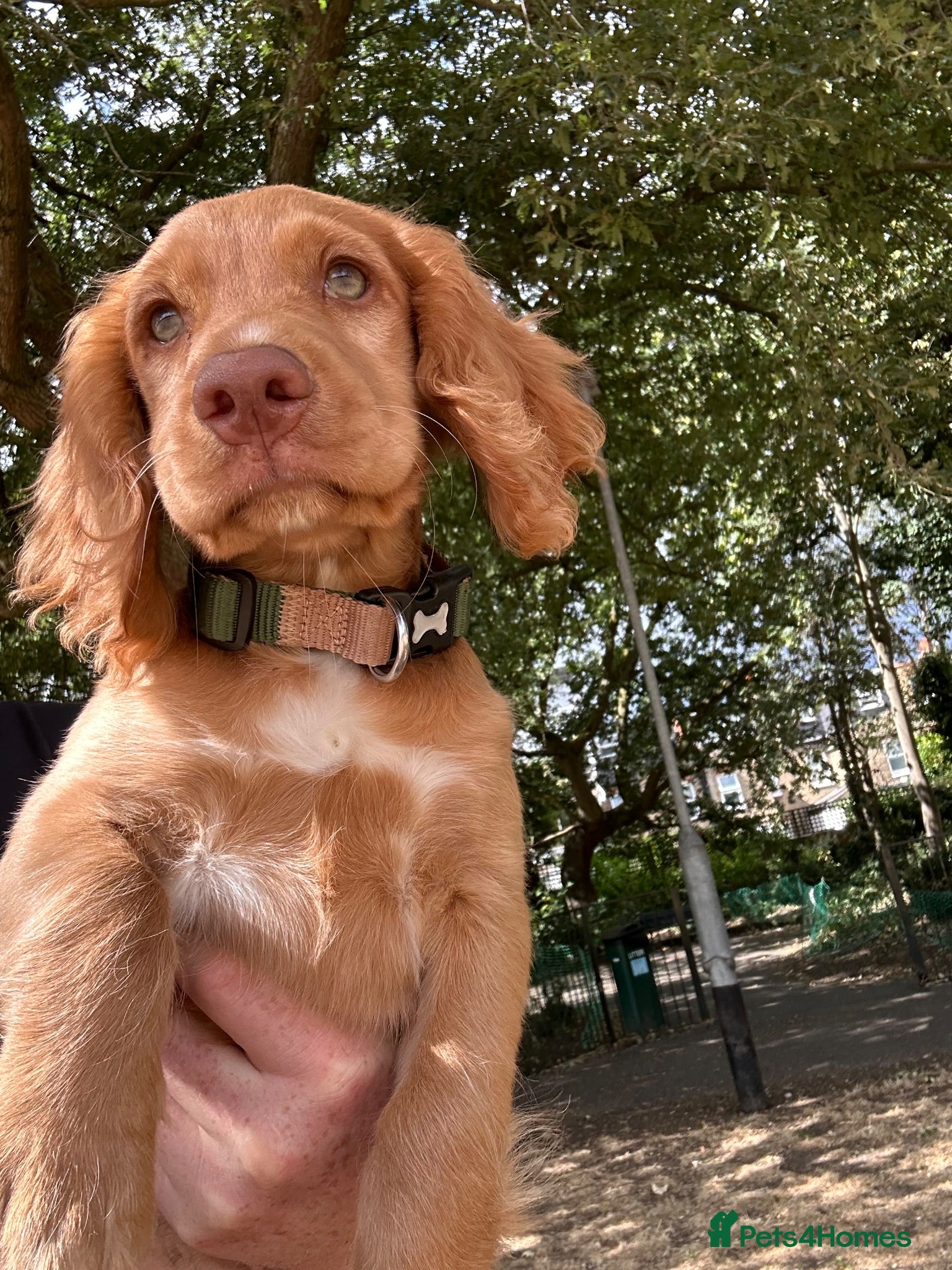 Cocker Spaniel dogs Price reduced last boy available again  - Advert 2