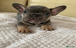 French Bulldog dogs for sale: Beautiful French Bulldogs Puppies for Sale  - Image 17
