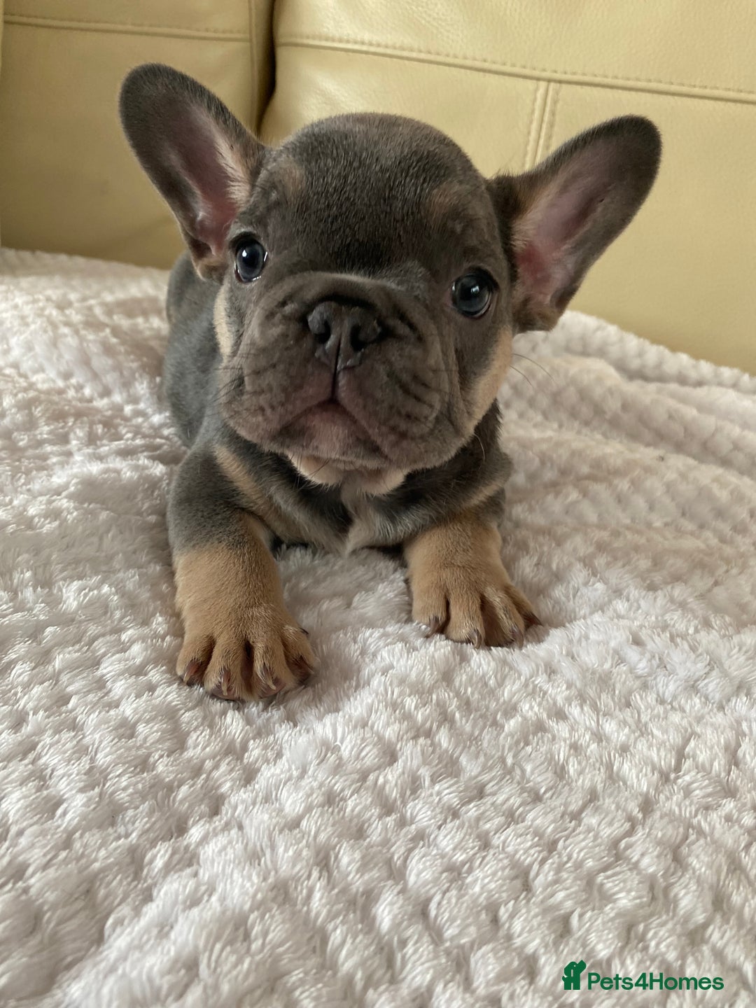 French Bulldog dogs for sale: Beautiful French Bulldogs Puppies for Sale  - Image 17