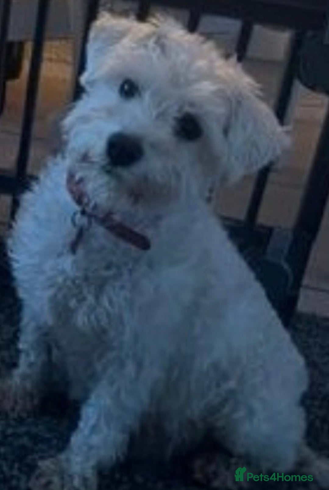 Miniature Schnauzer dogs for sale: 🤎🖤🩶Stunning Miniature Schnauzer Pups🩶🖤🤎 - Advert 14