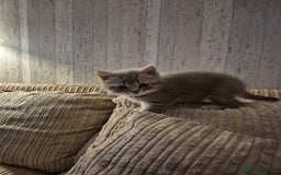 British Shorthair cats for sale: Beautiful British Shorthair girls – Ready Now! - Image 14