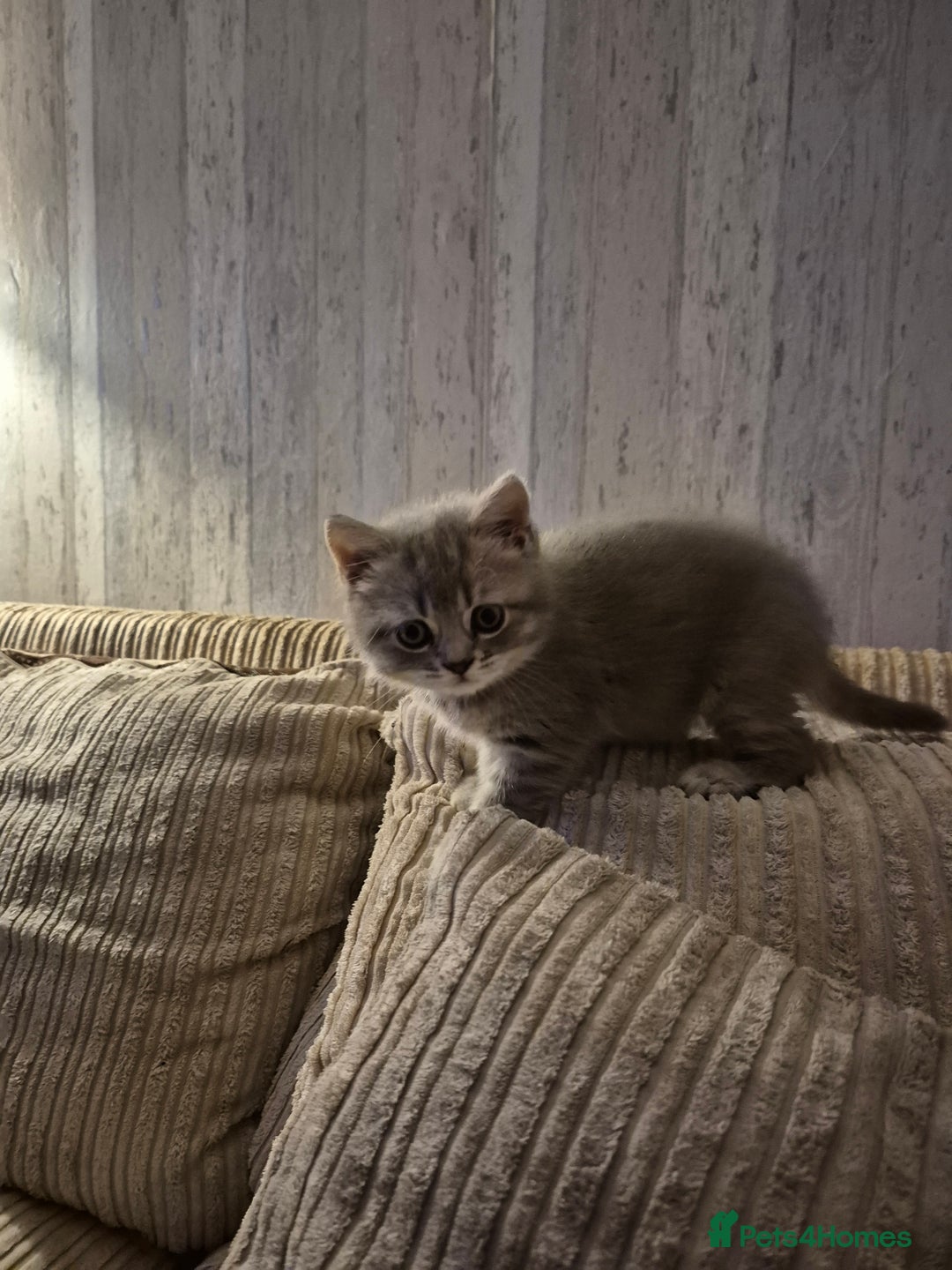 British Shorthair cats for sale: Beautiful British Shorthair girls – Ready Now! - Image 14