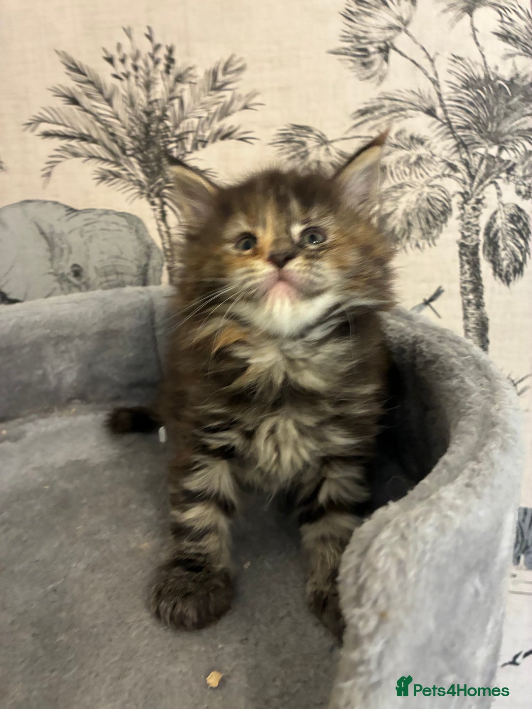 Maine Coon cats for sale: Maine Coon Kittens - Advert 11