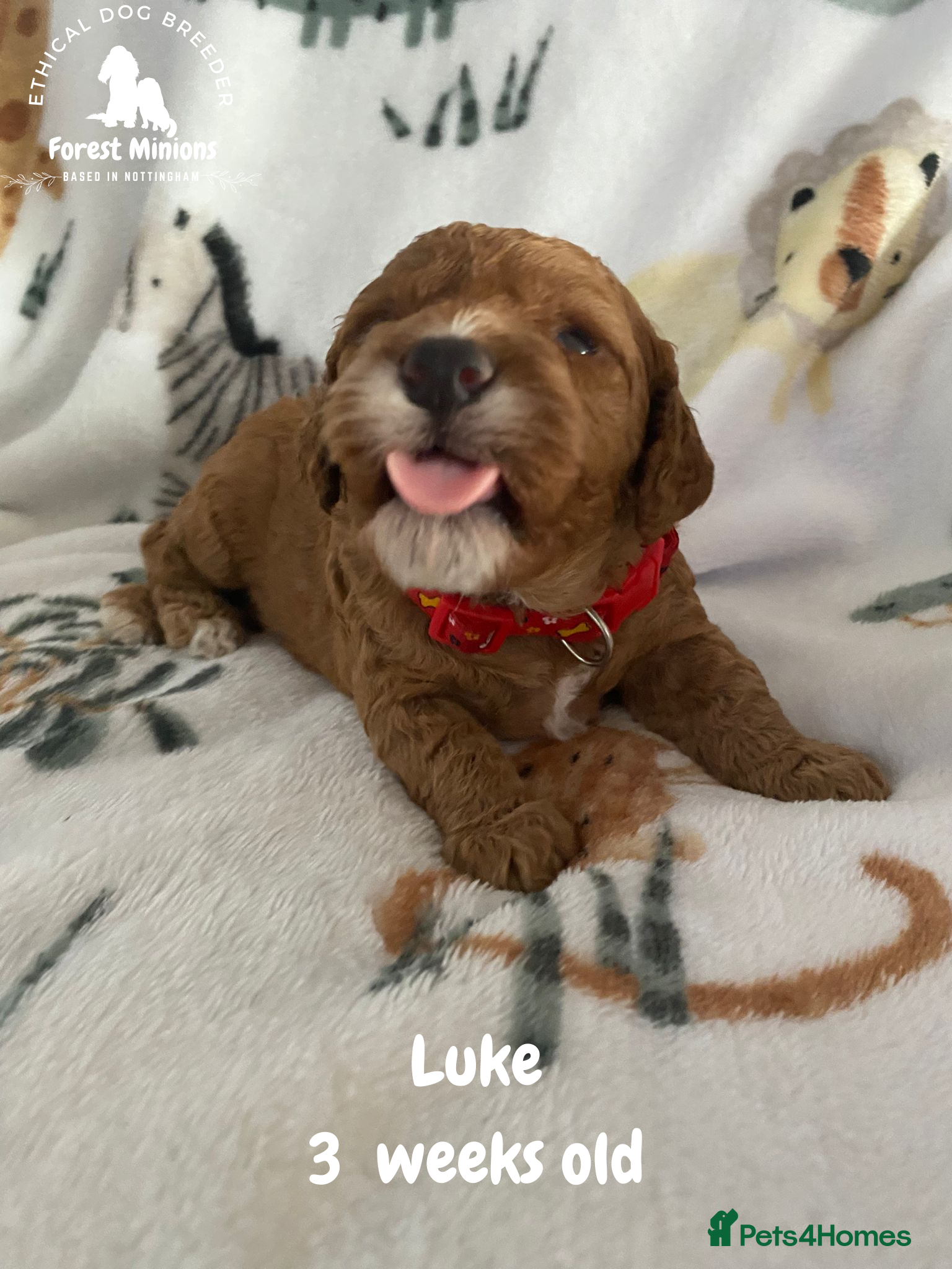 Cockapoo dogs Beautiful Cockapoo puppies (DNA CLEAR) - Advert 1