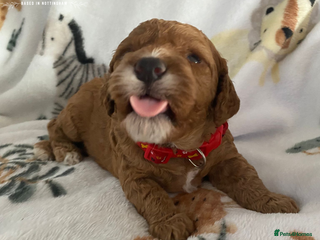 Cockapoo dogs Beautiful Cockapoo puppies (DNA CLEAR) - Advert 4