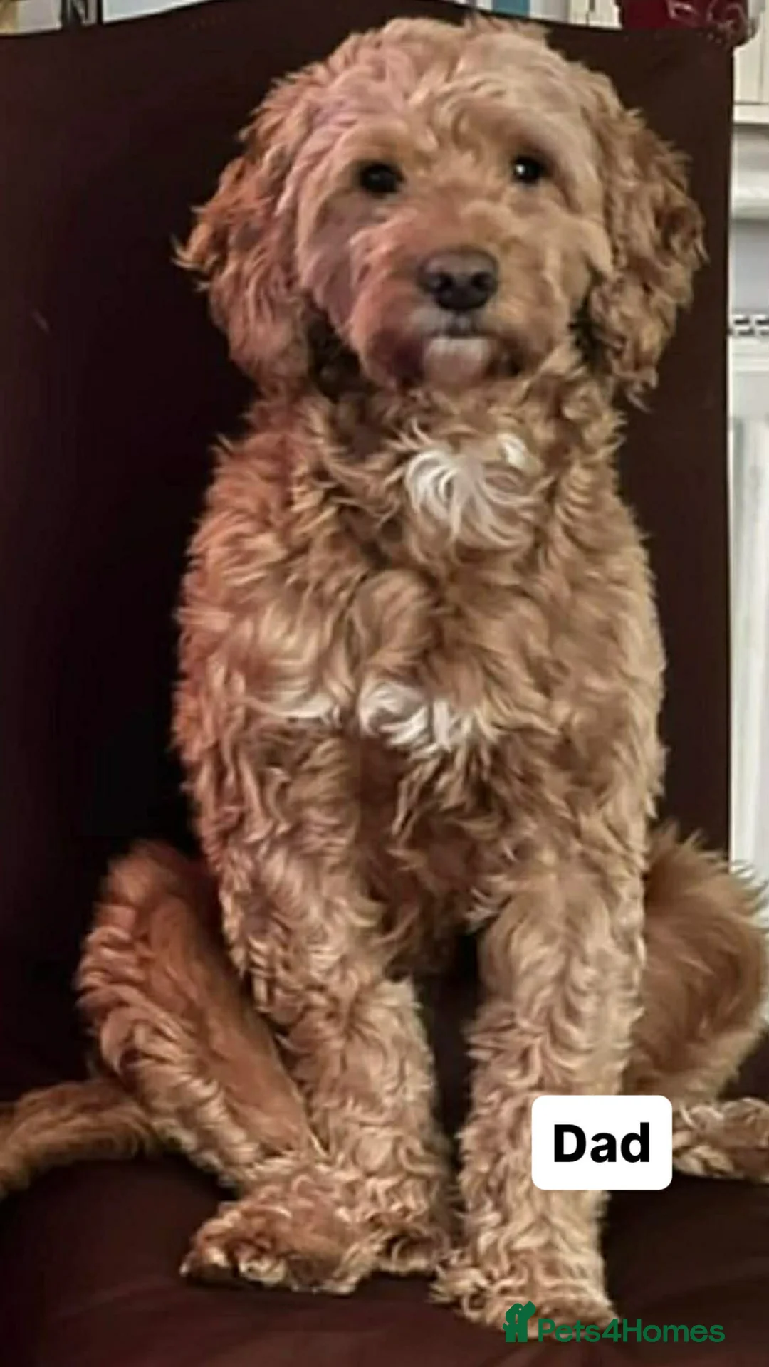 Cockapoo dogs for sale: Cockapoo pups - Advert 16