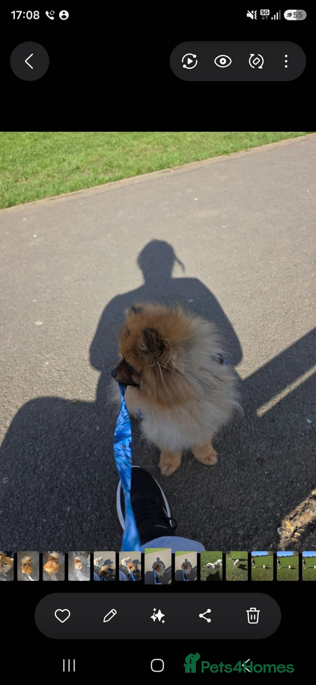 Pomeranian dogs for sale: Beautiful loving pomeranian male tri coloured in Corby - Advert 10