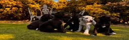 Great Dane dogs for sale: Stunning KC Registered champion bloodline Puppies - Advert 10