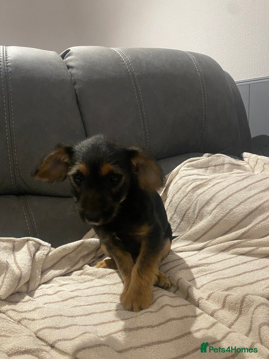 Jackapoo dogs for sale: Beautiful Jackapoo Puppy Black and Tan  - Image 9