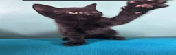 Mixed Breed cats for sale: Sweet sociable kittens - Advert 6