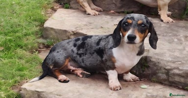 Miniature Dachshund dogs - Advert 1