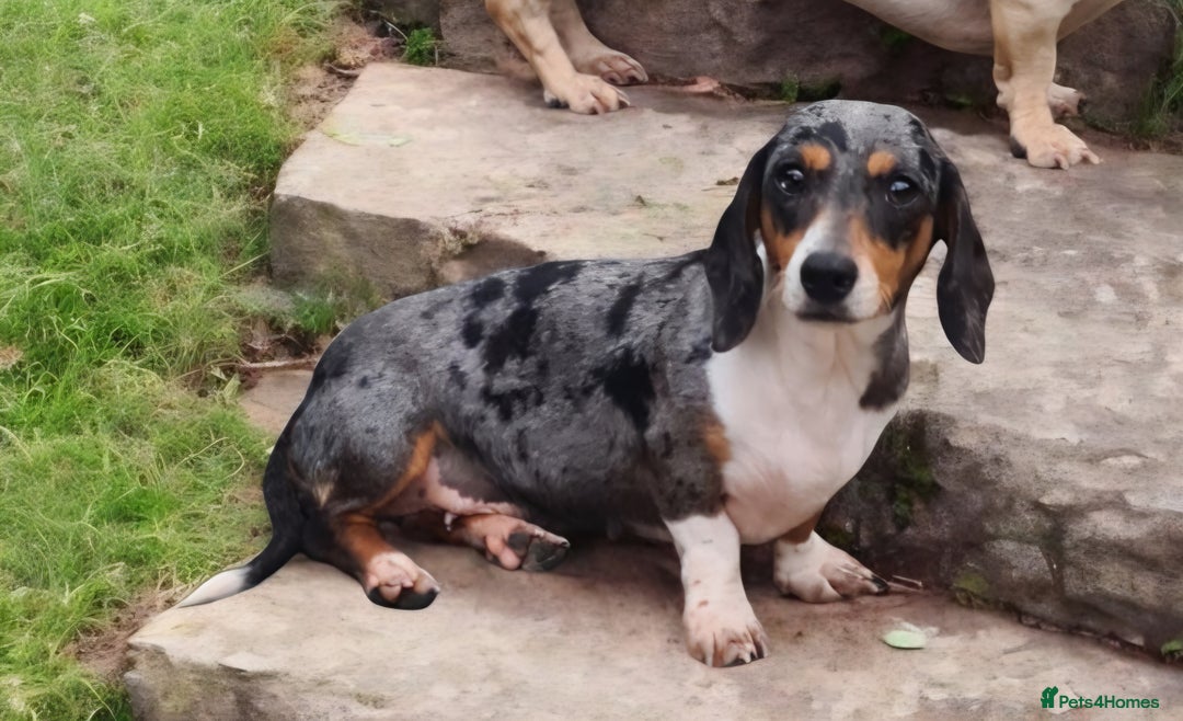 Miniature Dachshund dogs for sale: Stunning silver dapple, cream & intensity  - Image 2