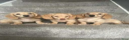 Miniature Dachshund dogs for sale: REDUCED READY NOW Longhair cream mini dachshund - Advert 15
