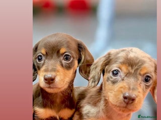 Miniature Dachshund dogs 🩷🌟Beautiful Fluffy KC tiny mini 🌟🩷 - Advert 2