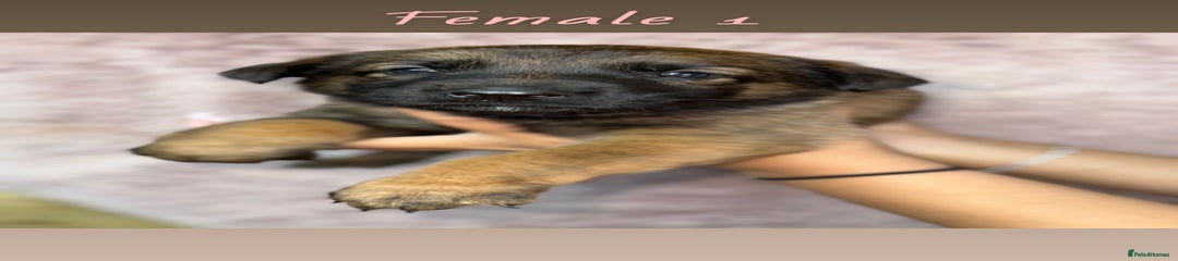 German Shepherd Puppy 5