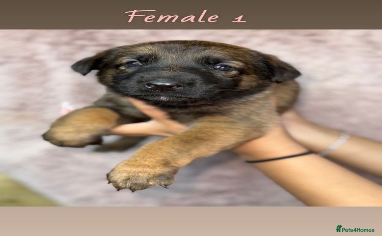 German Shepherd dogs - Advert 1