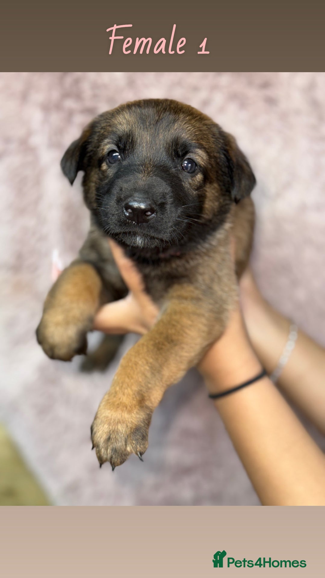 German Shepherd dogs for sale: 5 beautiful sable German shepherd  - Image 1