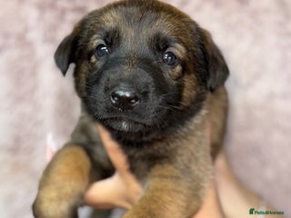 German Shepherd dogs - Advert 23