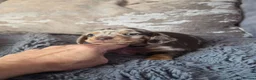 Miniature Dachshund dogs for sale: Chocolate dapple miniature Dachshund  - Advert 9