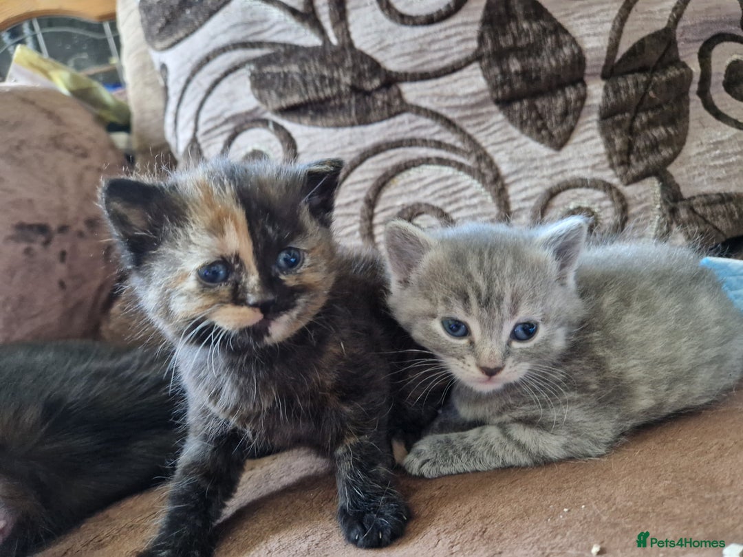 Mixed Breed cats for sale: 4 Beautiful kittens ready for loving home  ♥️ - Image 2
