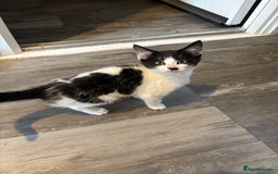 Mixed Breed cats for sale: 3 male kittens 4 months old  - Image 2