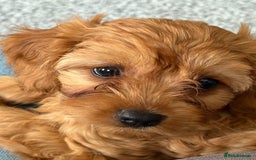 Cavapoo dogs for sale: 6 month old female Cavapoo looking for new home - Image 8