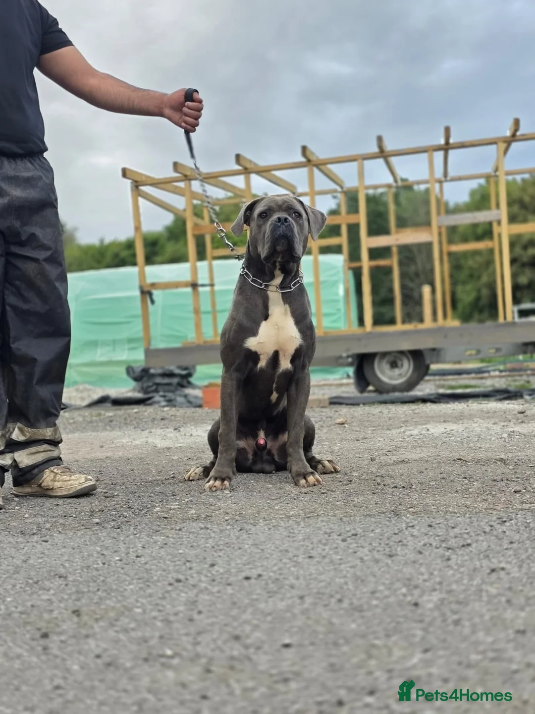 Cane Corso dogs for sale: Exceptional Male Cane Corso – Kano - Advert 2